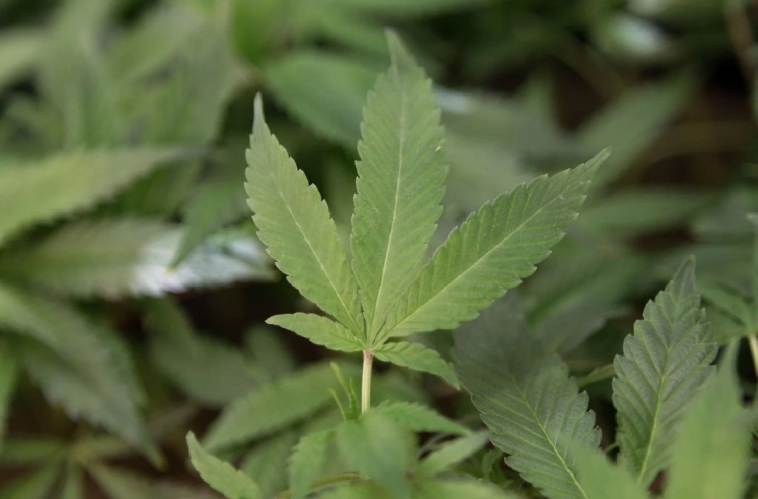 Legalized pot? Not for federal employees.