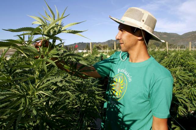 Largest Medical Marijuana Farm in North and South America is Not in the USA
